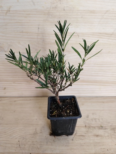 Hypericum kalmianum gemo