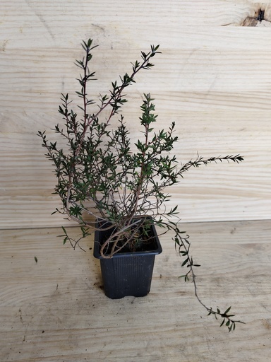 Leptospermum Ruby glow