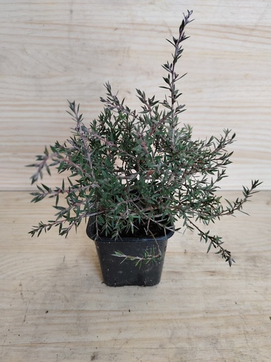 Leptospermum scoparium Martini