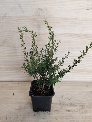 Leptospermum Leonard Wilson