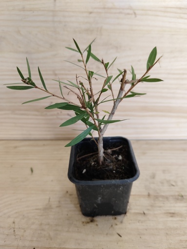 Callistemon Captain cook