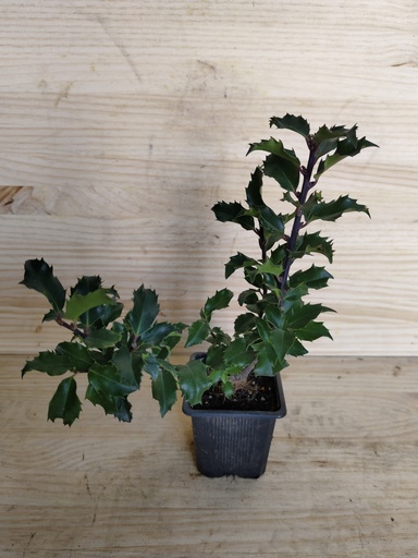 Ilex Blue princess