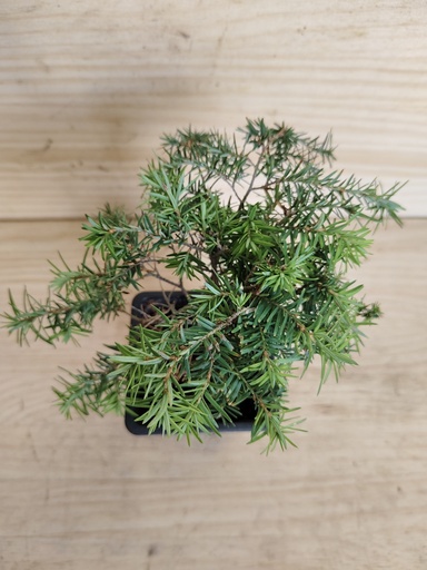 Tsuga canadiensis Jeddeloh
