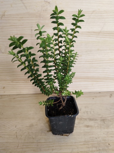 Pimelea ferruginea