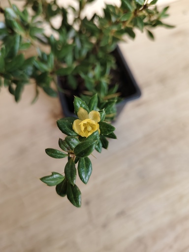 Berberis candidula Amstelveen