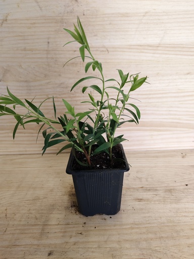Callistemon outback fire