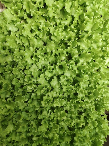 Lechuga rizada