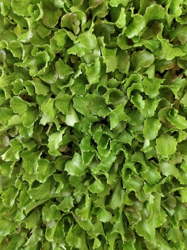 Lechuga Maravilla de verano