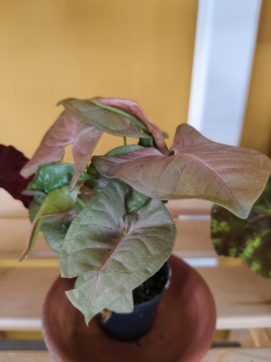 Syngonium pink