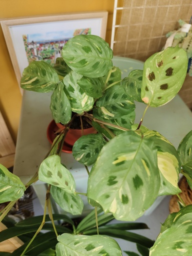 Maranta lemon