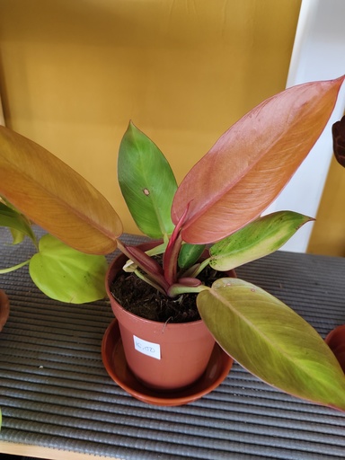 Philodendron Prince of orange