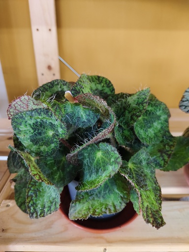 Begonia sizemoreae