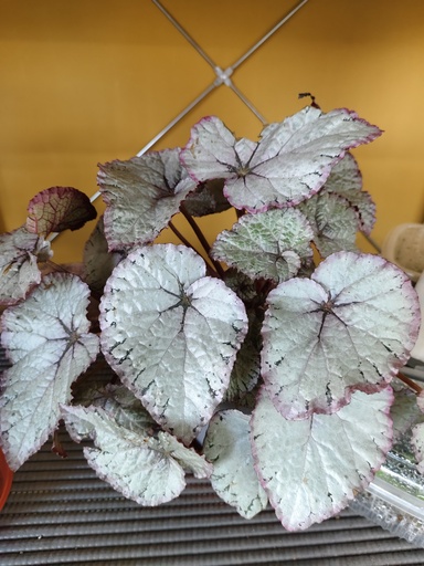 Begonia beleaf