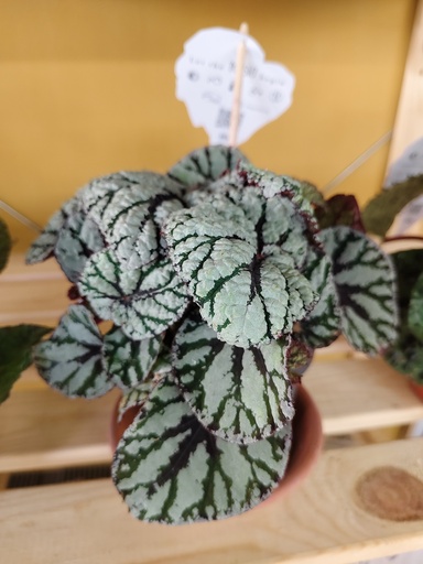 Begonia 1