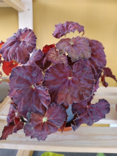 Begonia 3