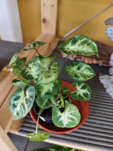 Syngonium