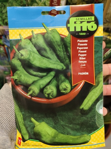 Semillas pimientos padrón