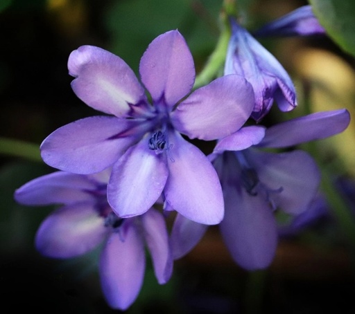 Babiana stricta Kew hybrid