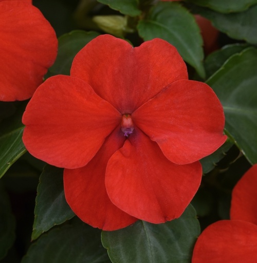 Impatiens Beacon Bright red