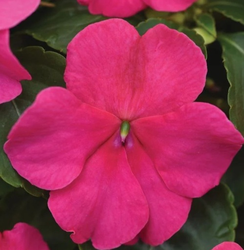 Impatiens Beacon Rose