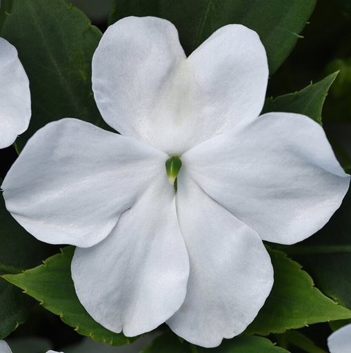 Impatiens Beacon white