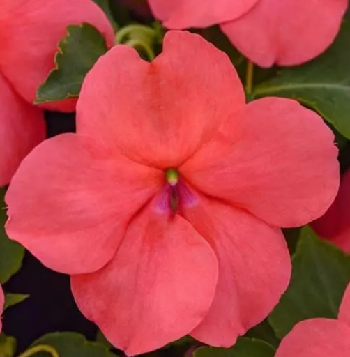 Impatiens Beacon salmon