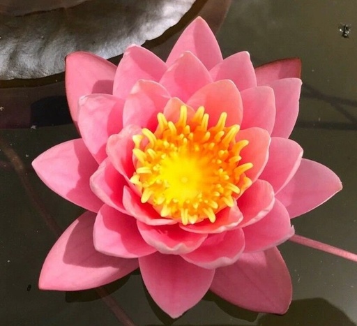 Nymphaea rosa