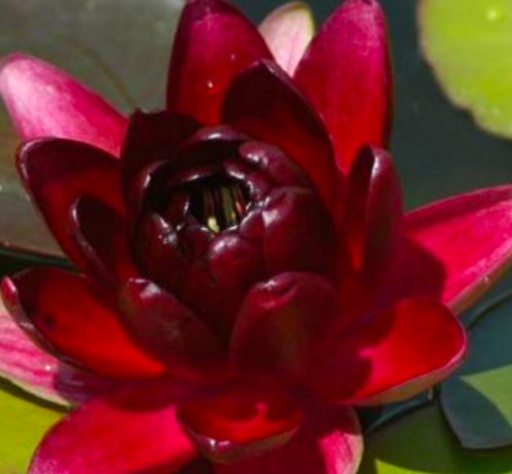 Nymphaea rojo