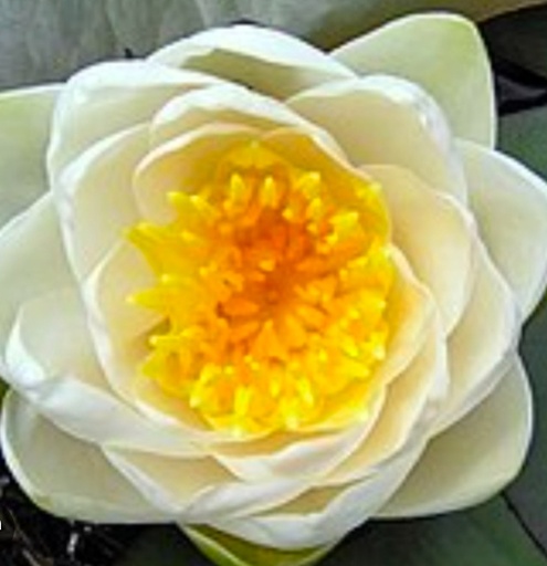 Nymphaea blanco