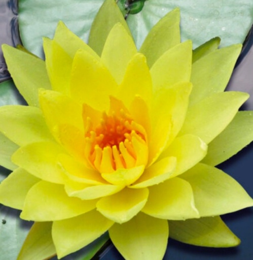 Nymphaea amarillo